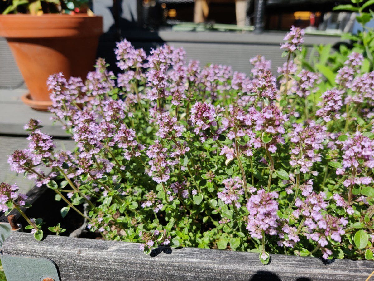 Blogi: Sovelluksia kesän iloksi