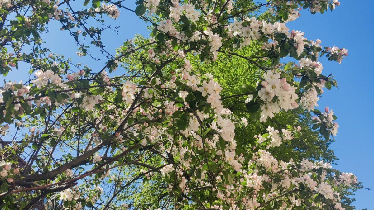 SeniorSurfin etäopastus palvelee myös kesäkuussa