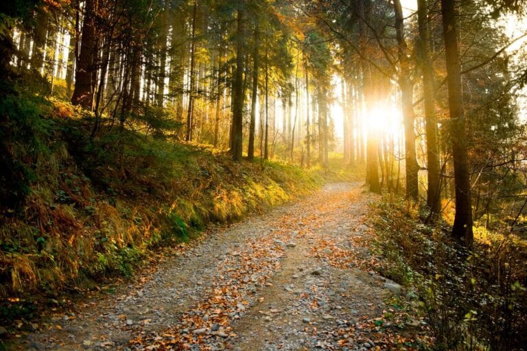 Syksyinen metsätie, puiden lomasta heijastuu laskevan auringon valo.